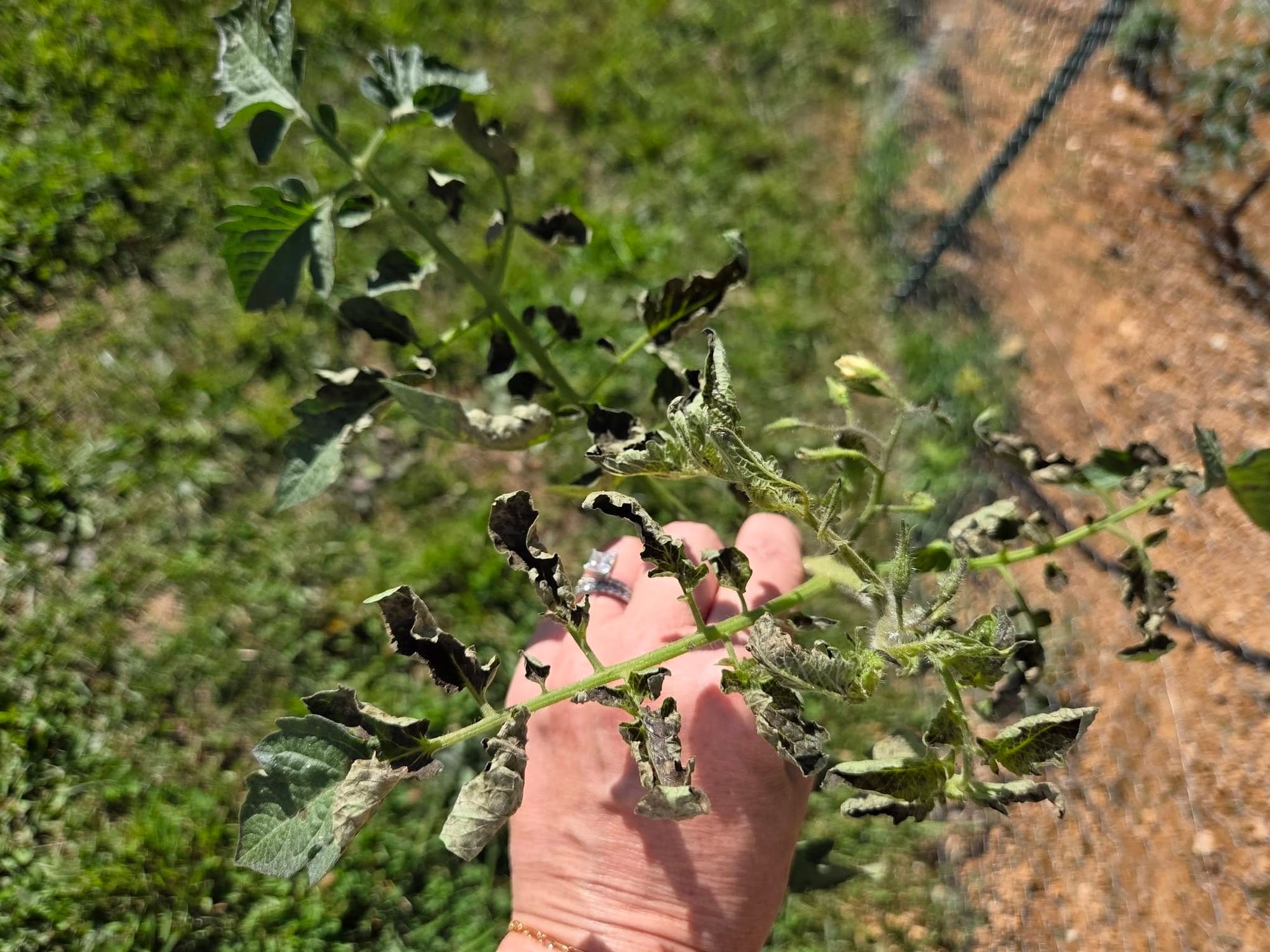 Tomato leaf curl due to herbicide damage