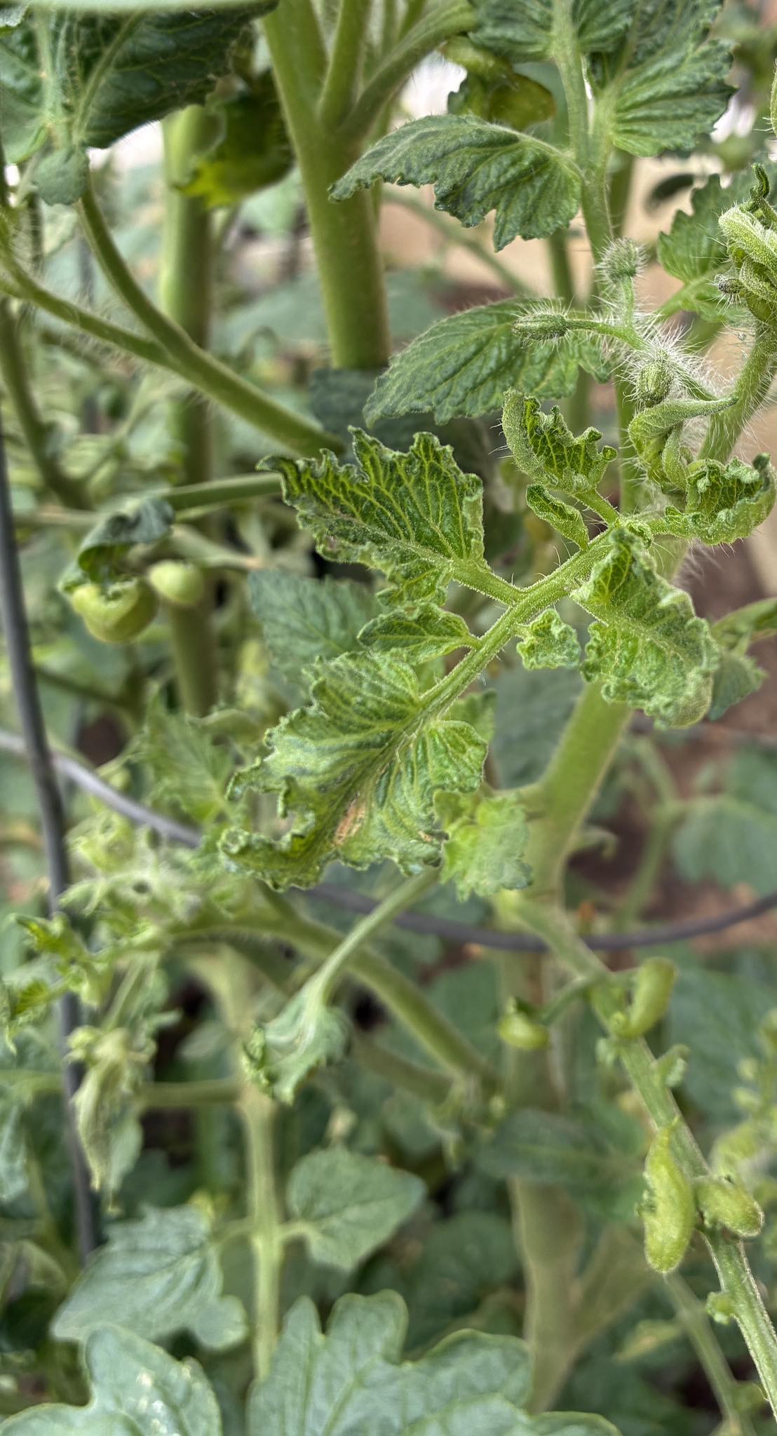 Tomato leaf curl due to virus