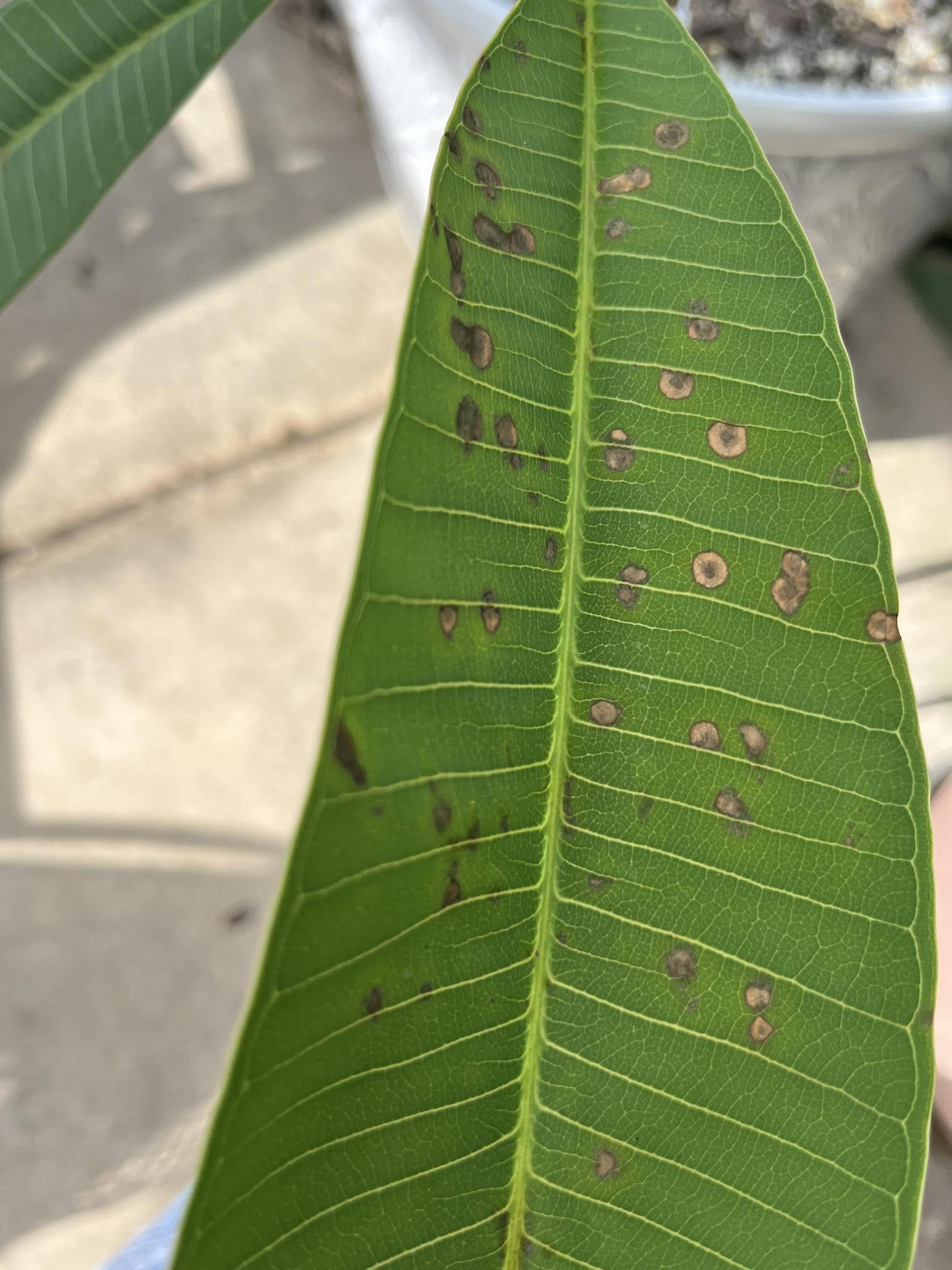anthracnose on Plumeria