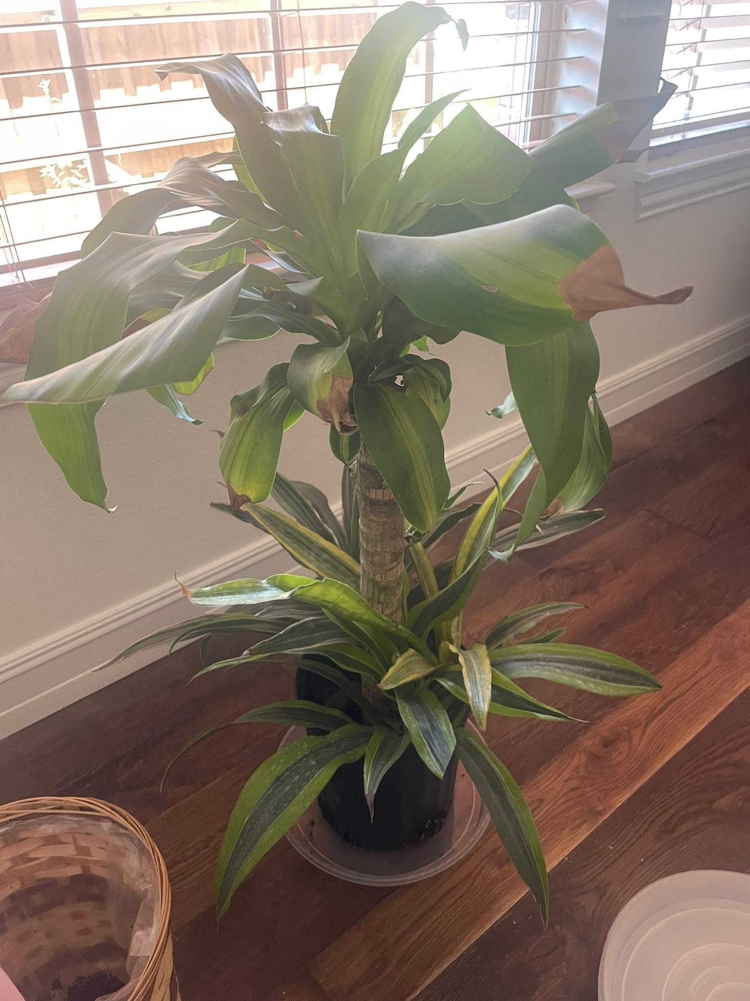 Corn plant leaf tips turning brown