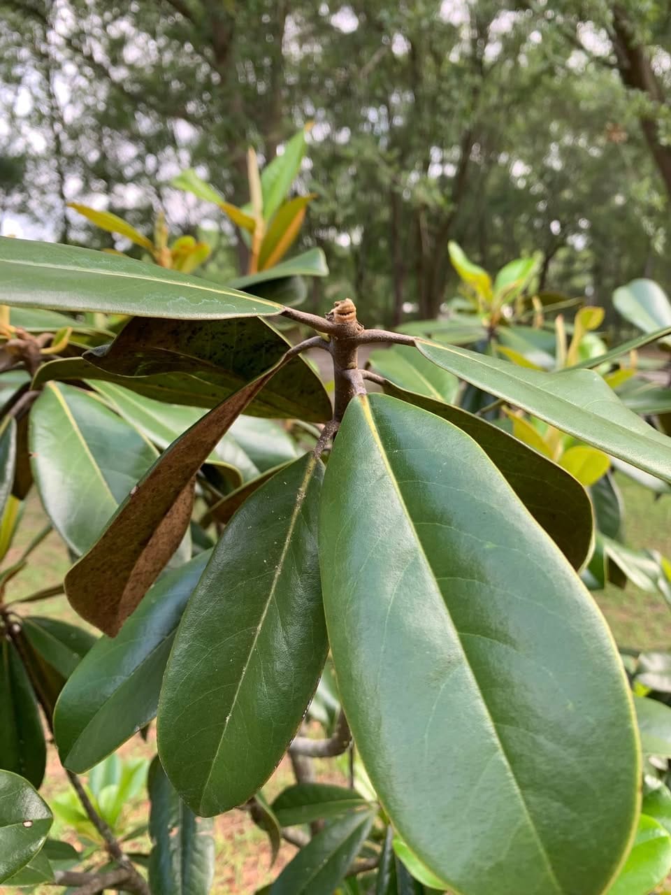 magnolia not flowering
