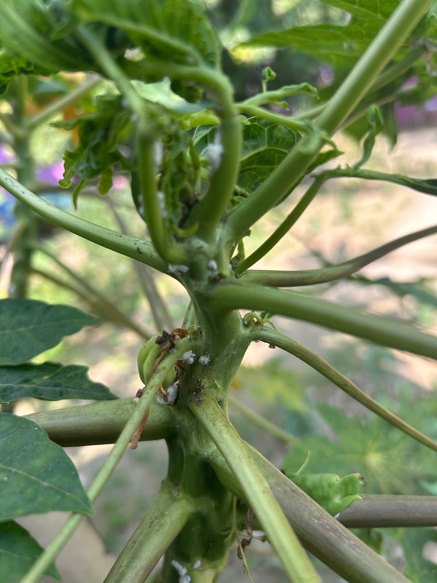 Mealybug on papaya plant - curly leaves