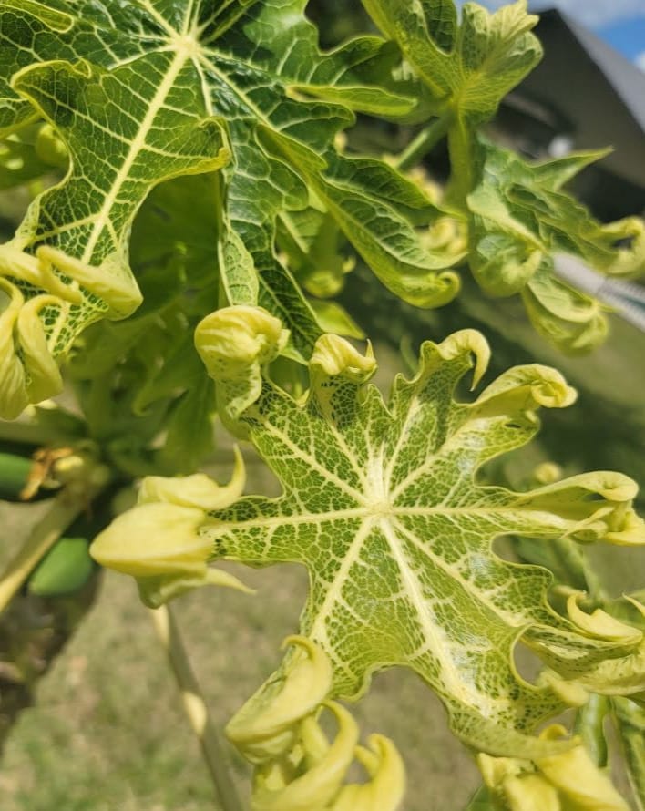 Papaya leaf curl