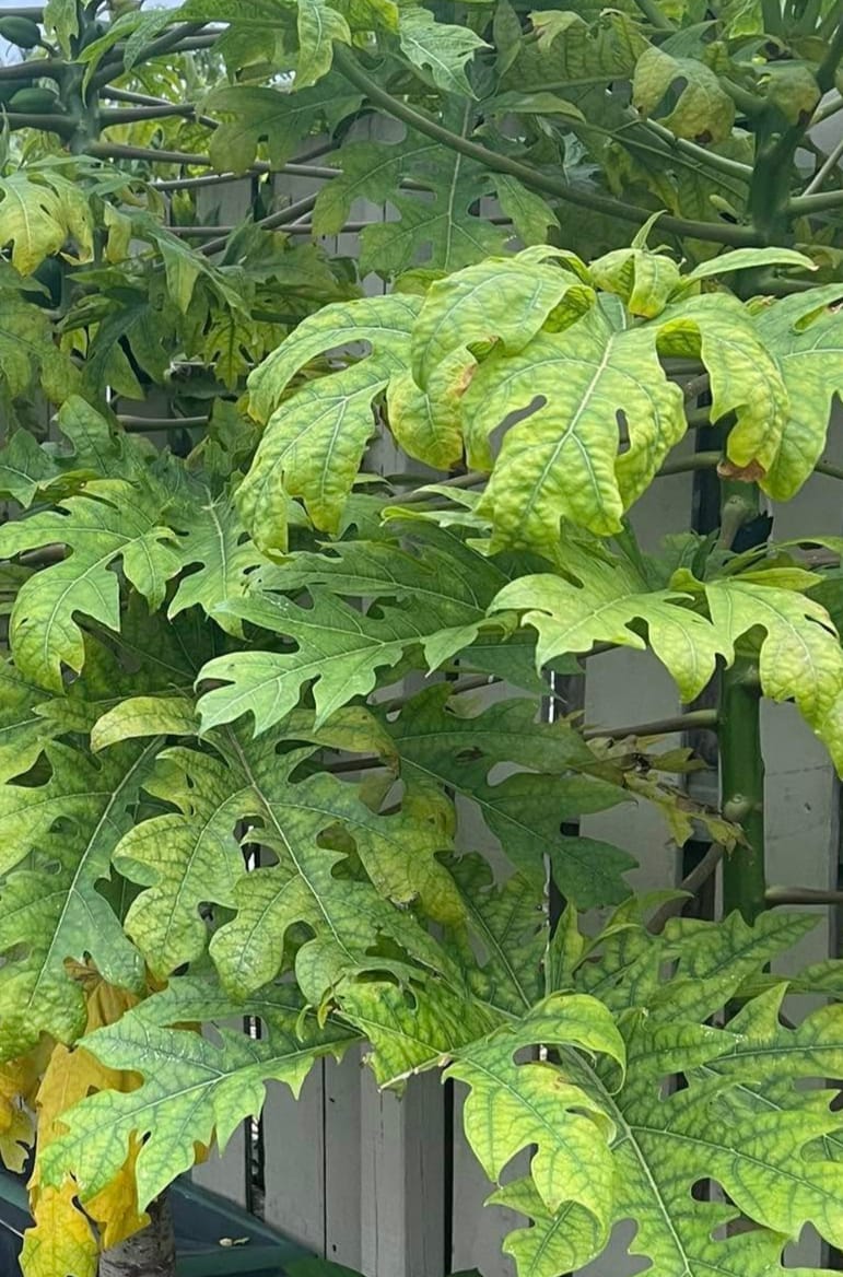 Papaya leaves curling down