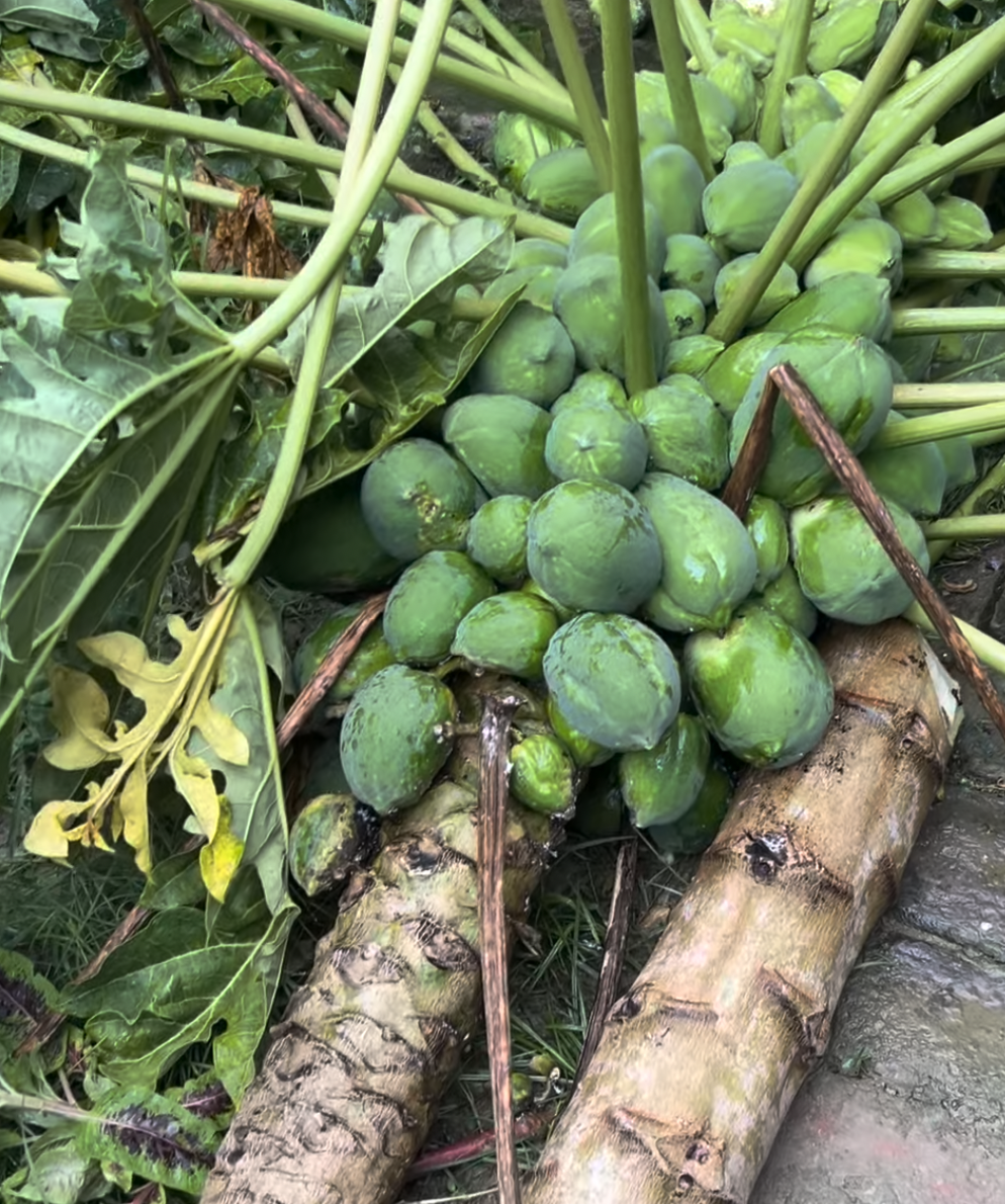 Papaya plant snapped during a hurricane