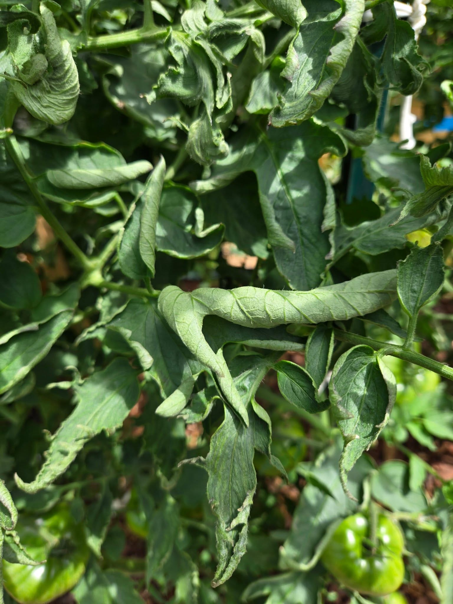 Tomato leaf curl due to Physiological Leaf Roll