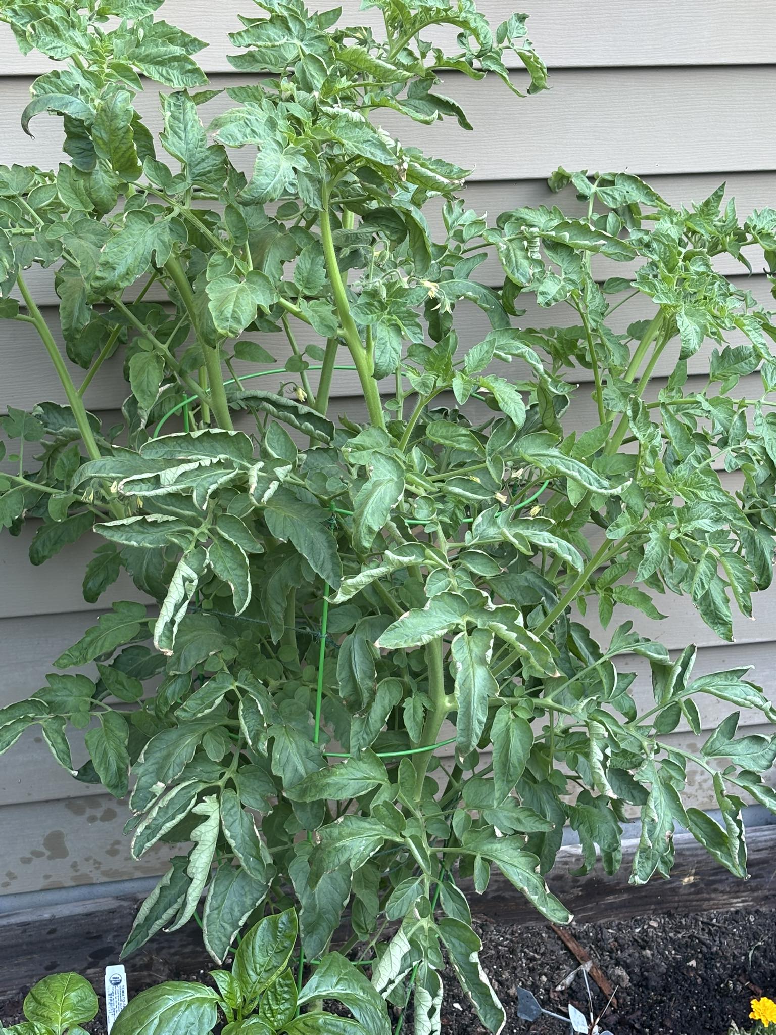 Tomato leaves curling due to underwatering