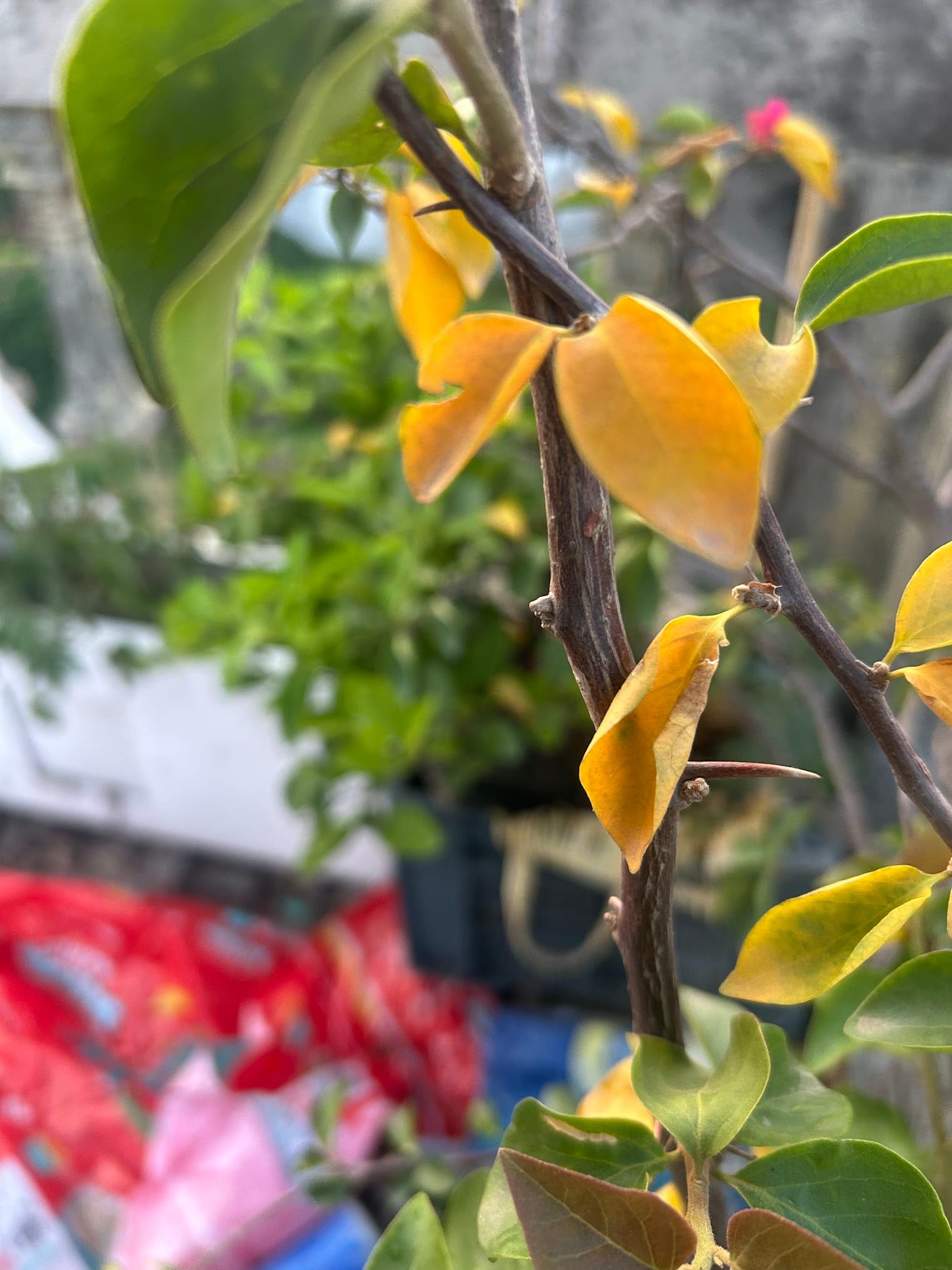 Bougainvillea leaves are turning yellow
