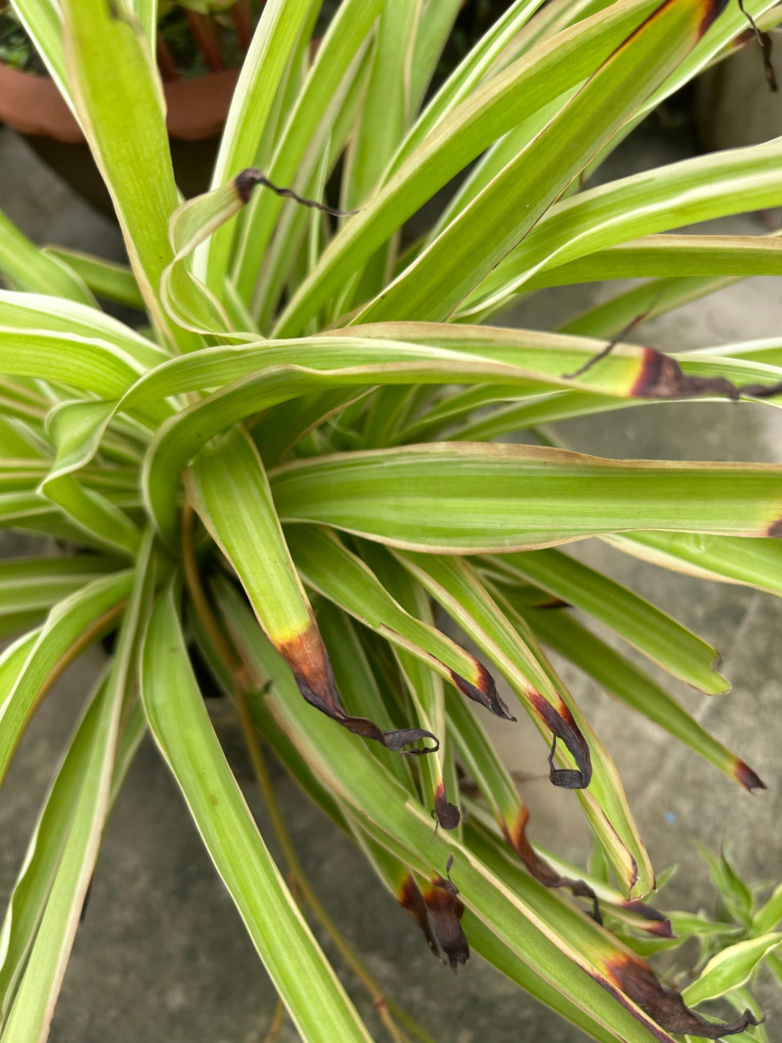 Brown tips on spider plants