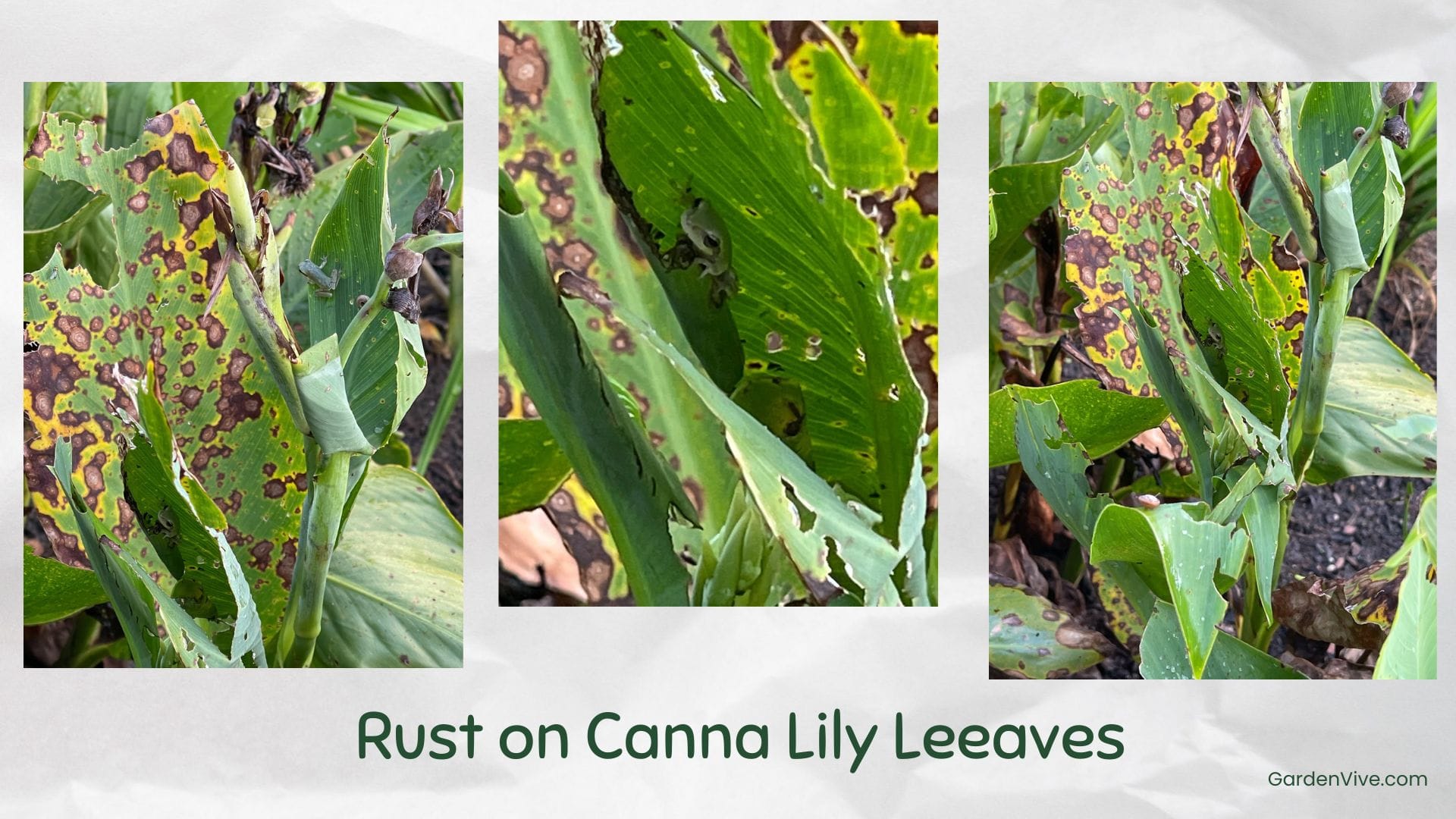 Brown spots on canna lily leaves due to rust