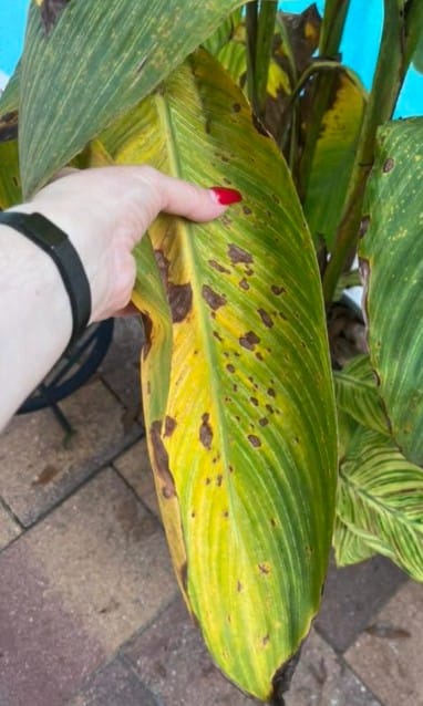 Canna leaves turning brown due to cold