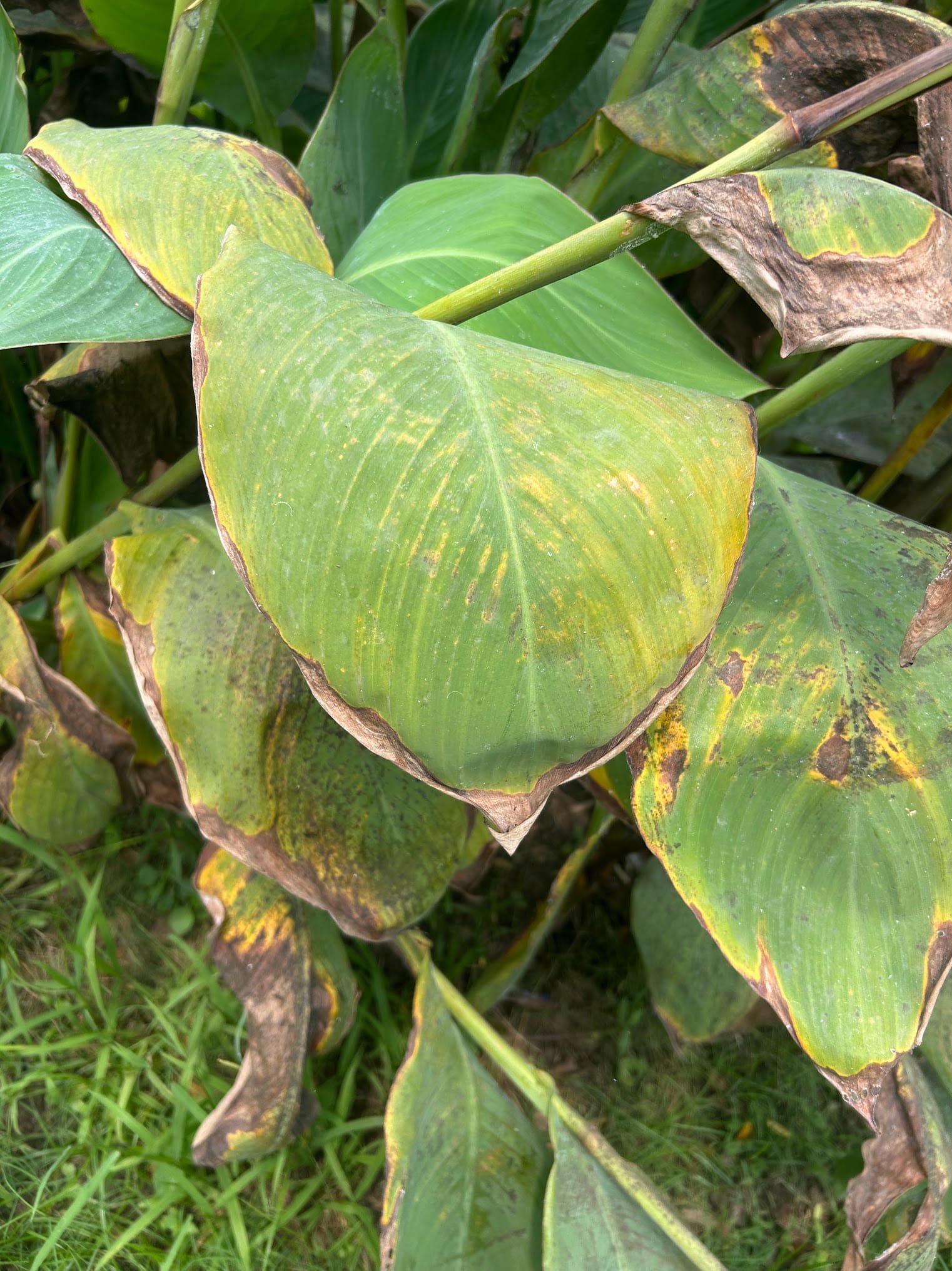 Canna Lily Leaves Turning Brown