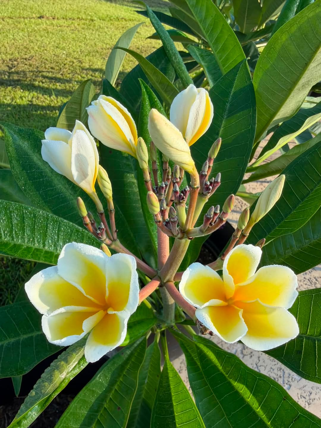 Plumeria is not opening fully
