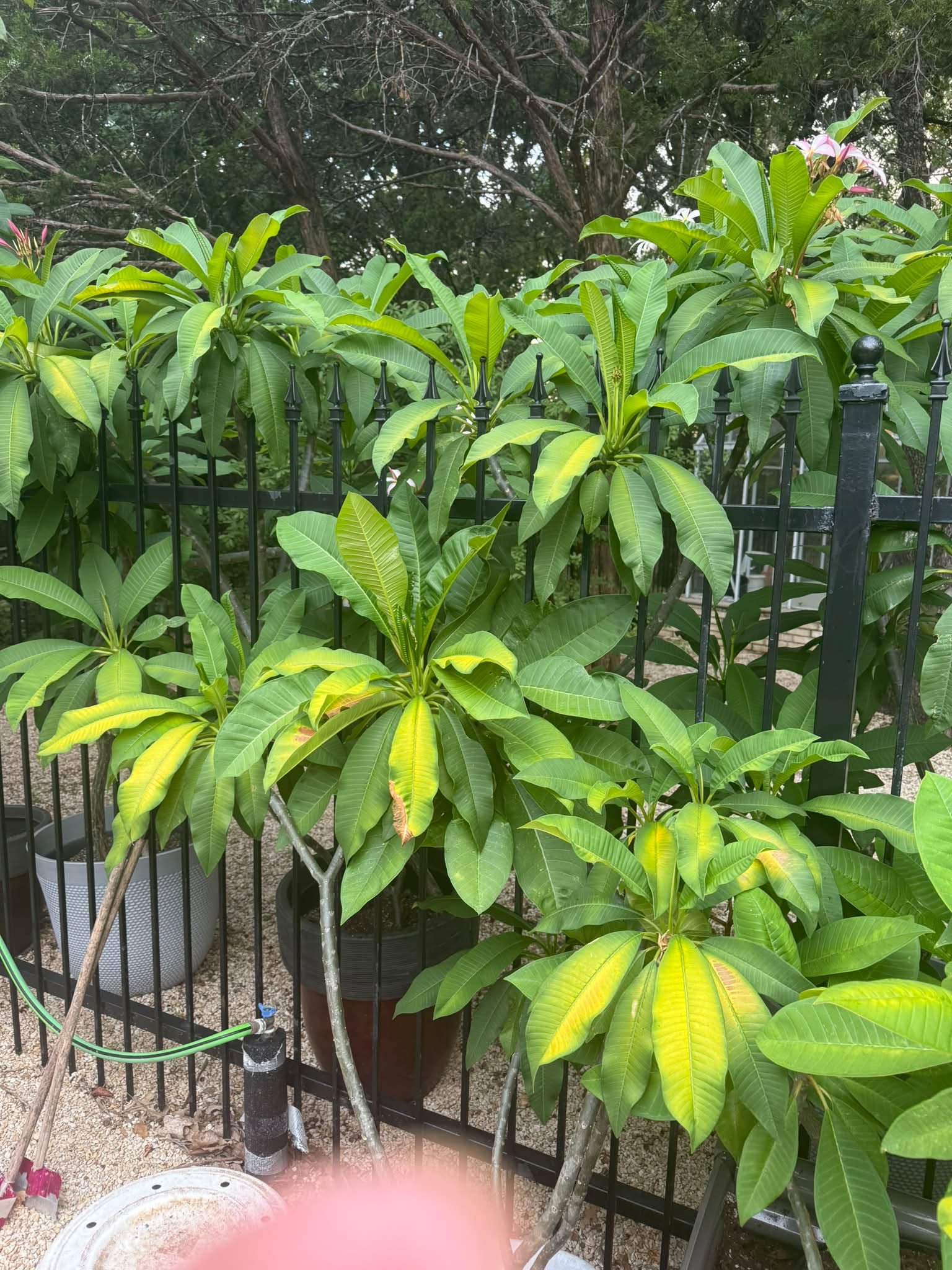 Plumeria leaves yellowing due to too much heat