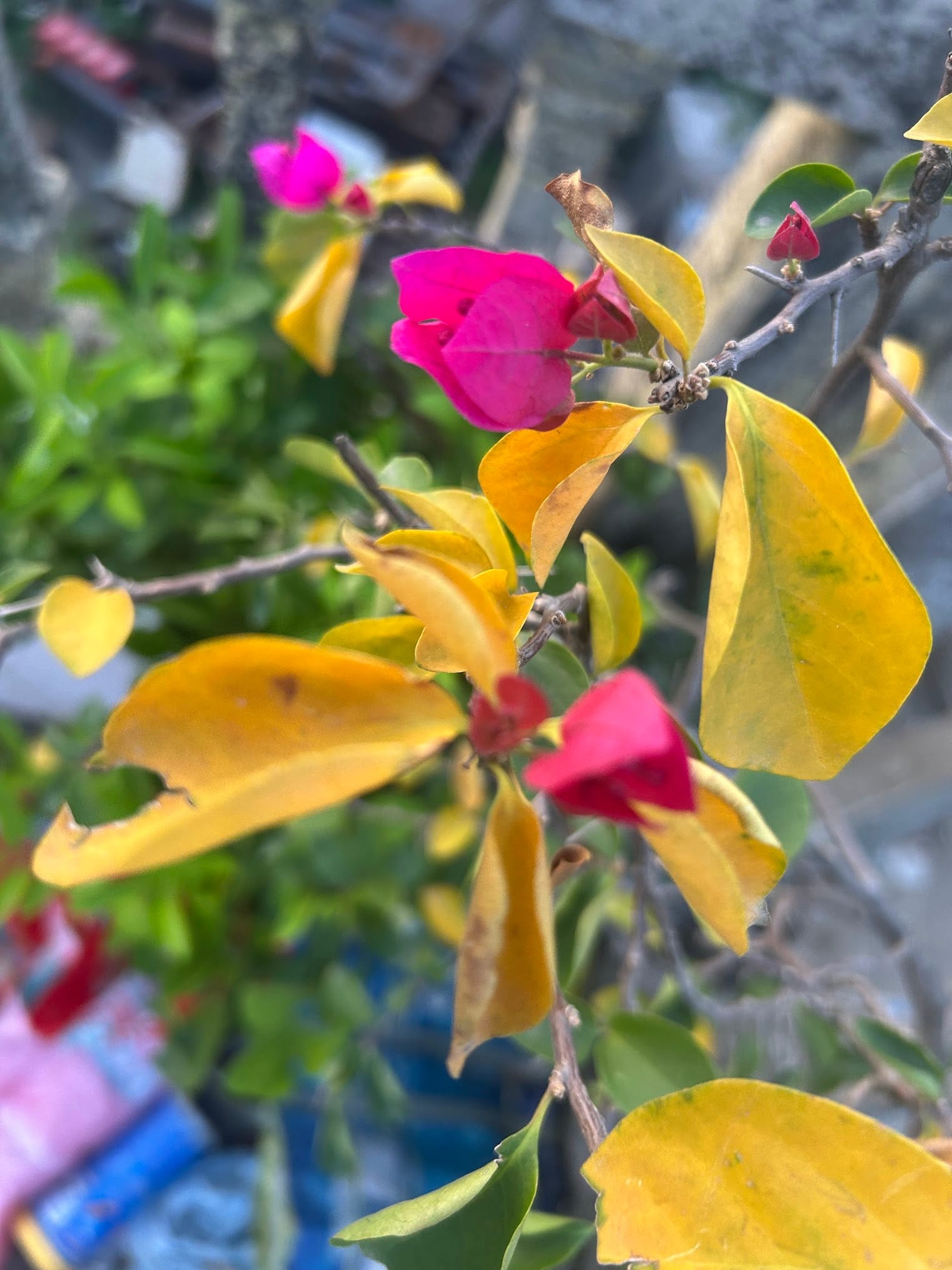 Yellow leaves on Bougainvillea