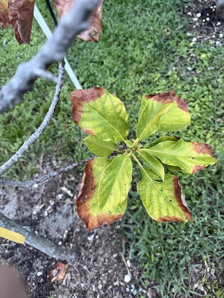 Avocado leaf tips turning brown