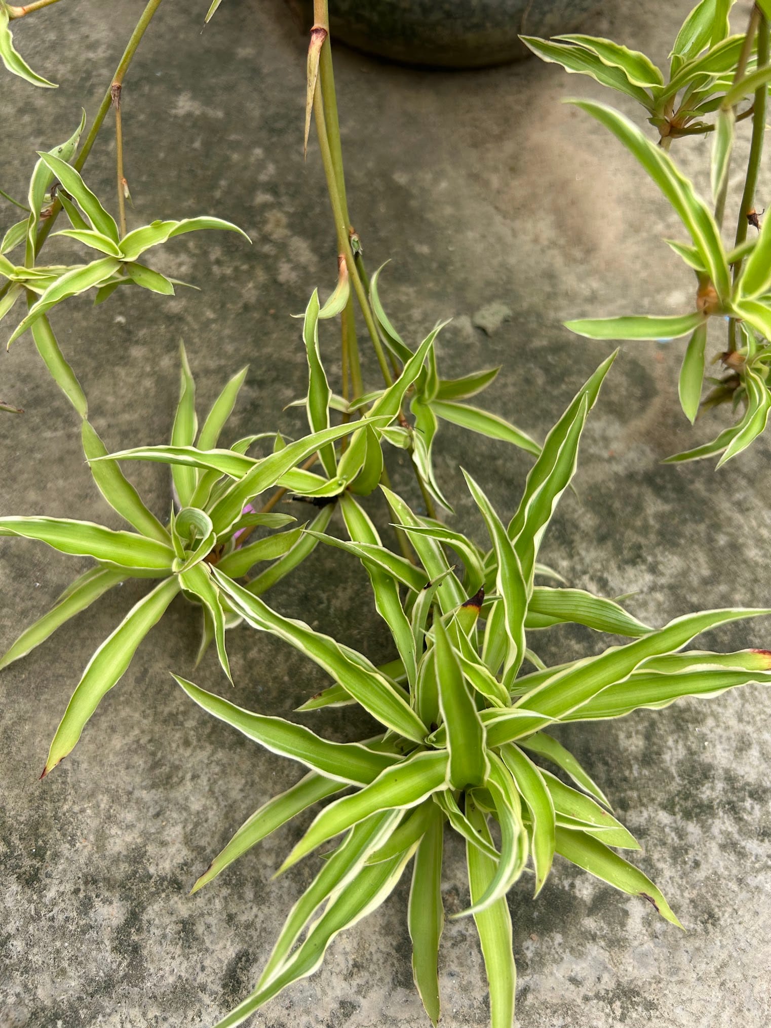 Brown tips on baby spider plants