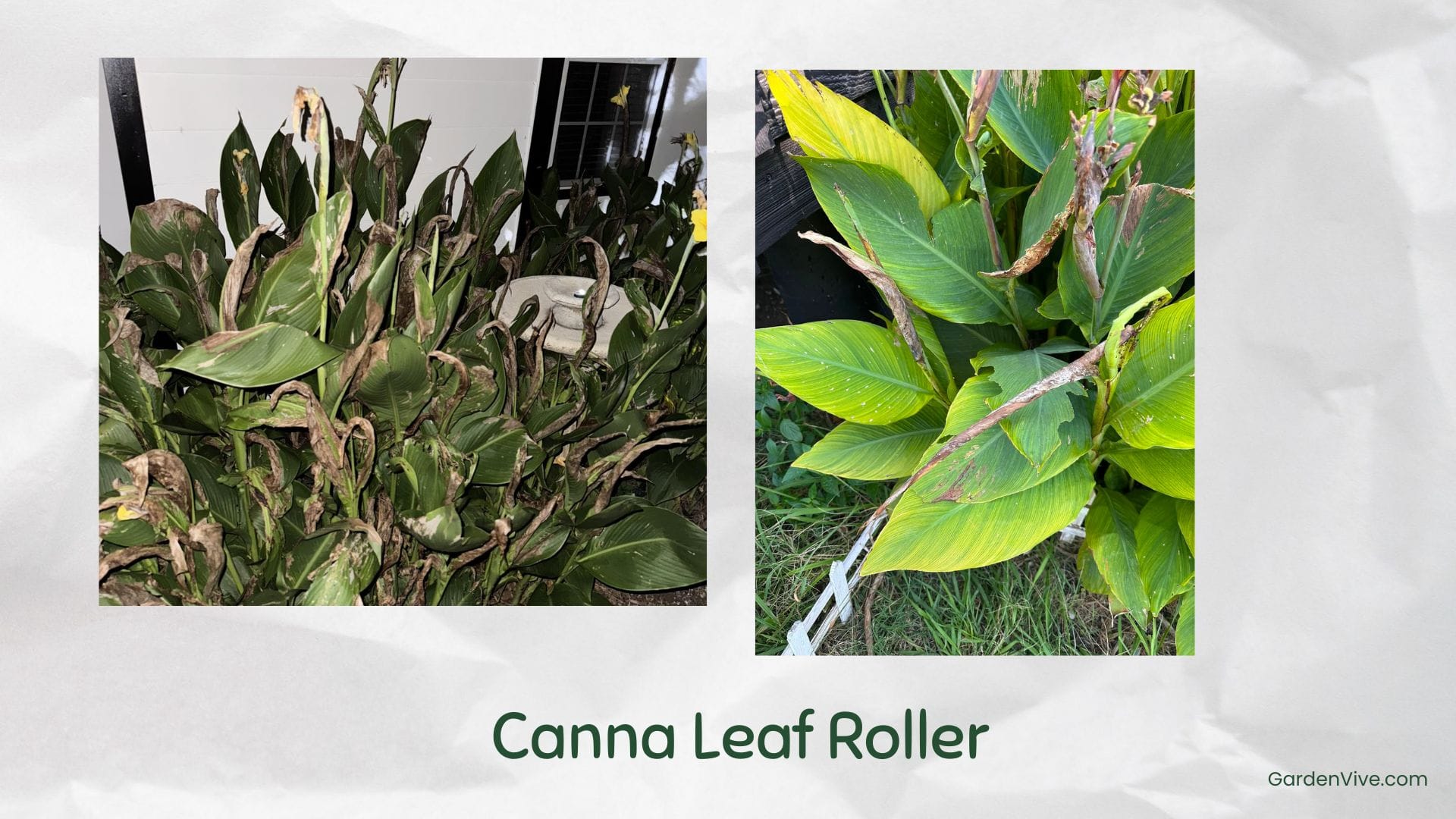 Canna Leaf Roller - Leaves browning