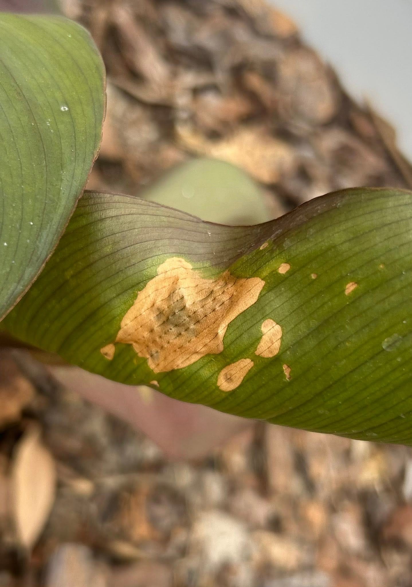 Fungal infection on canna leaf