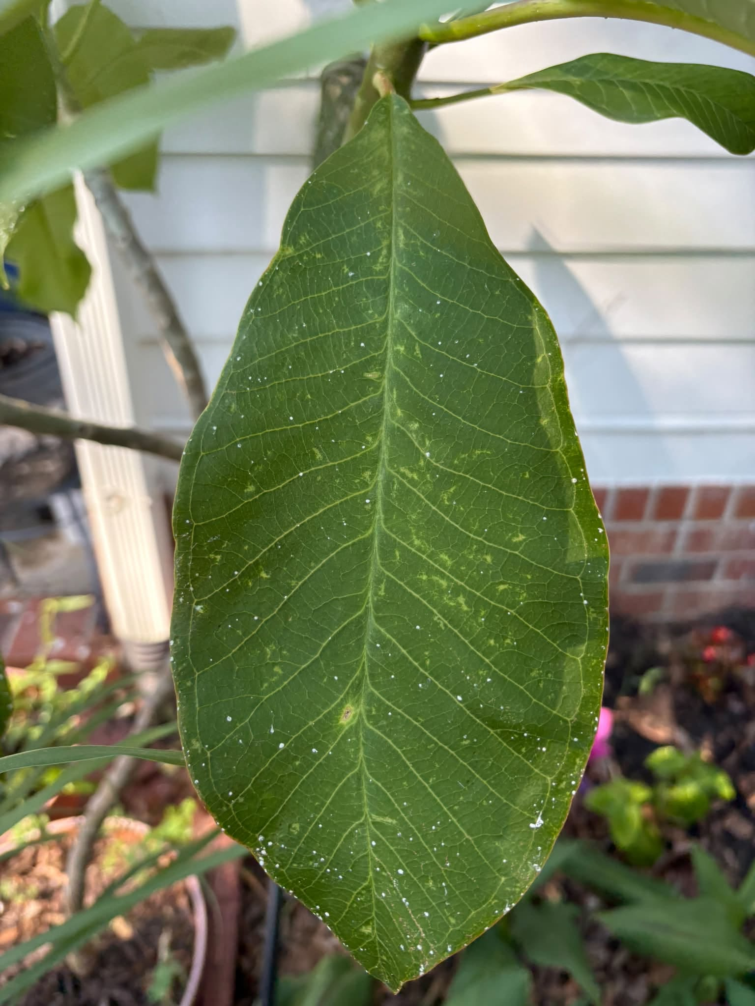 White dots on Plumeria leaves