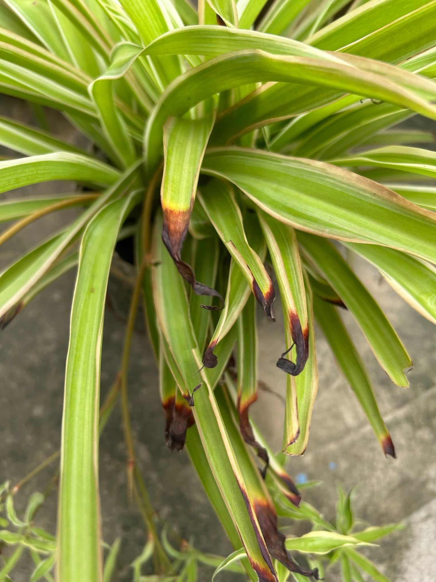 Spider Plant Leaf Tips Turning Brown