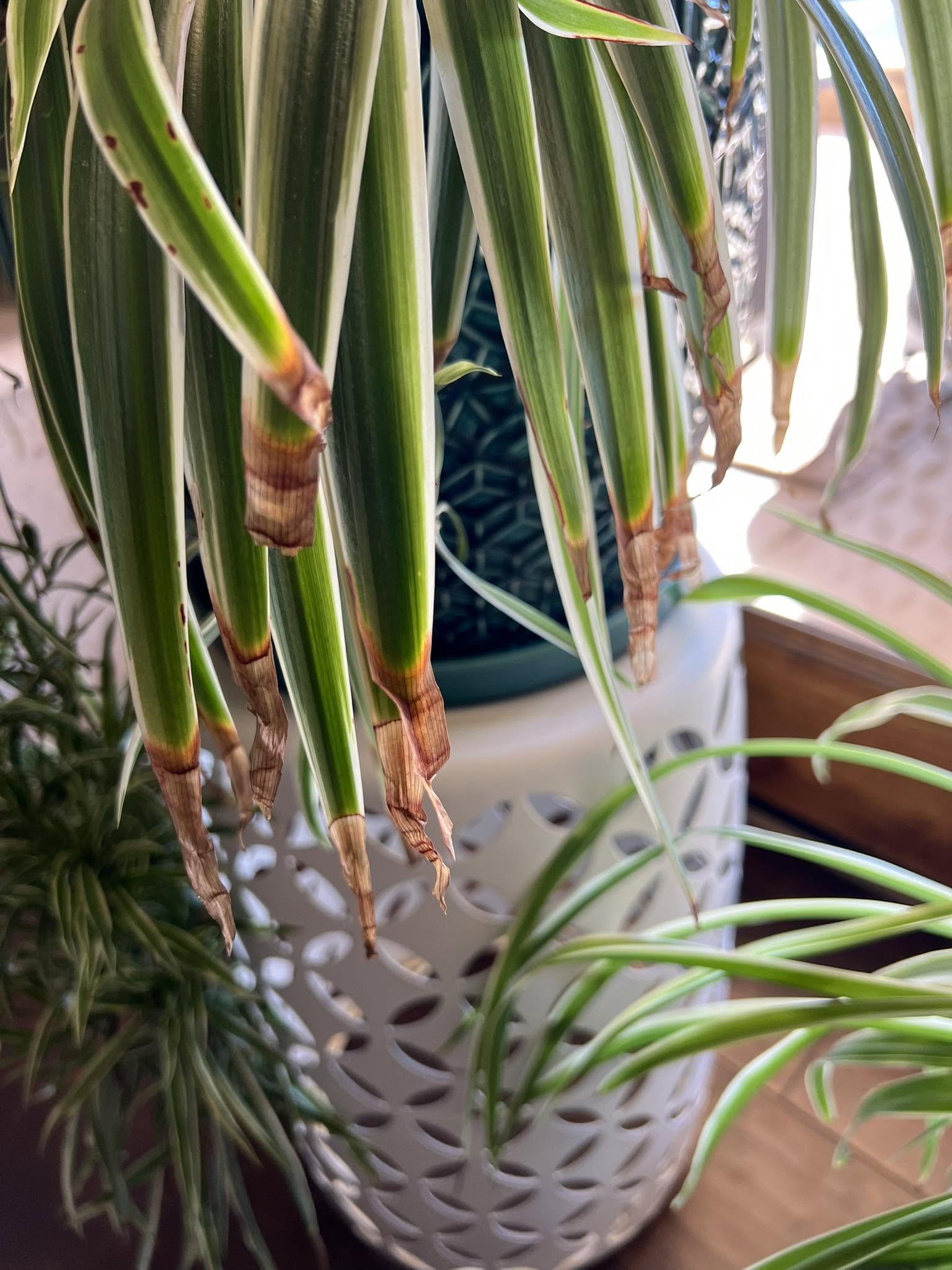 Brown leaves on spider plants due to root bound
