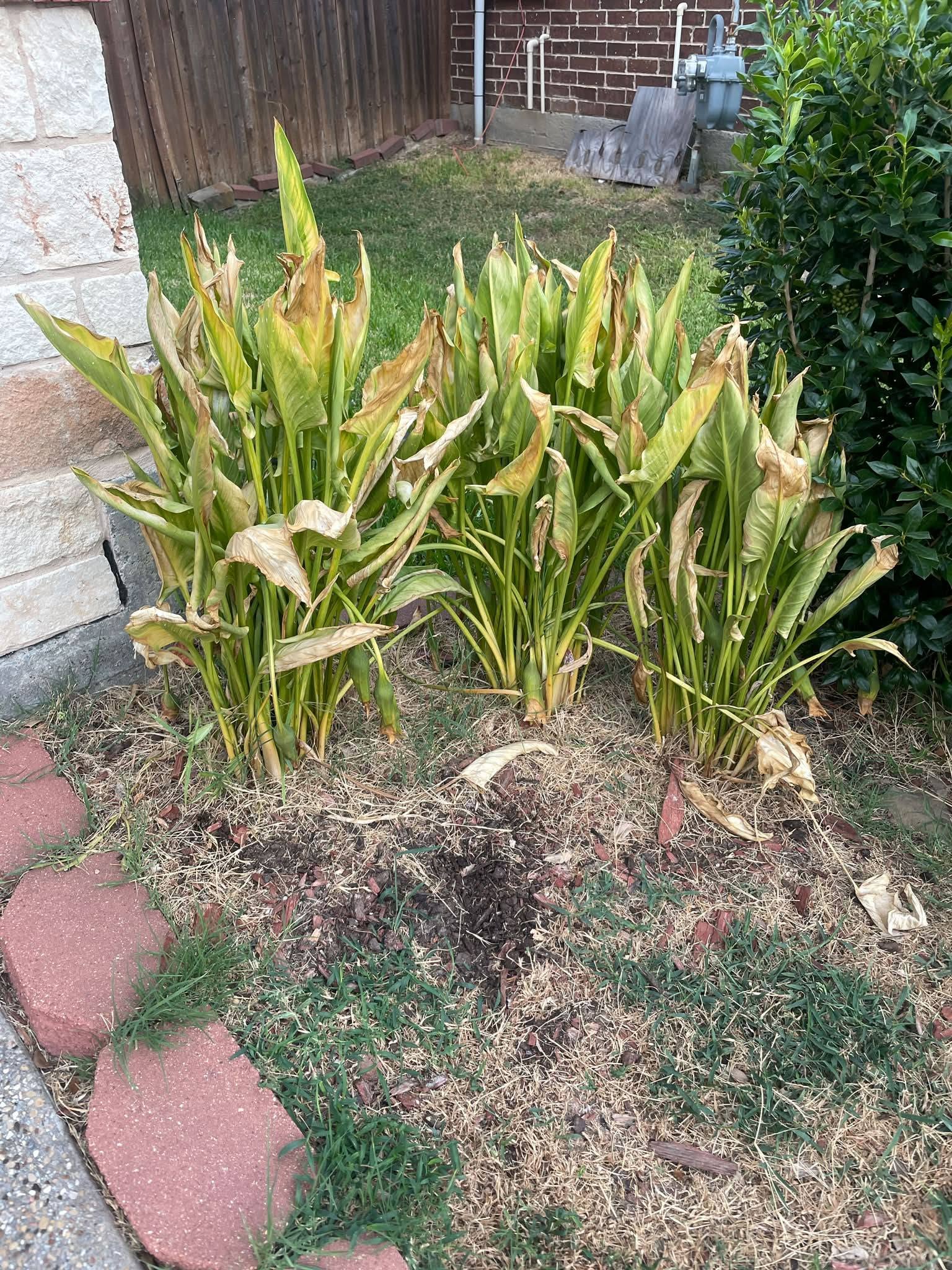 canna lily dying