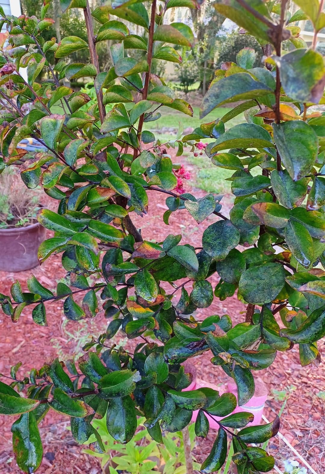 Black coating on crape myrtle - sooty mold