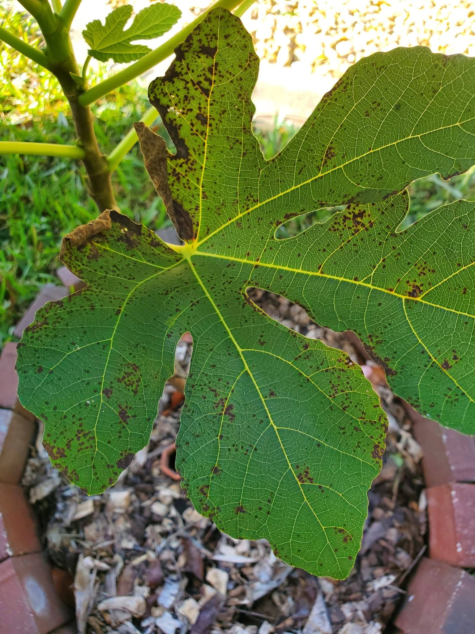 Brown spots on fig tree leaves