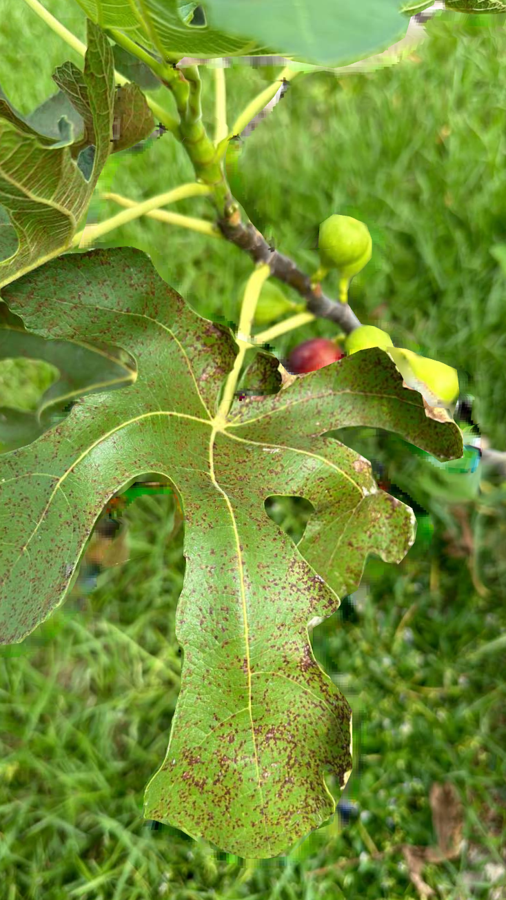 rust on fig tree leaves