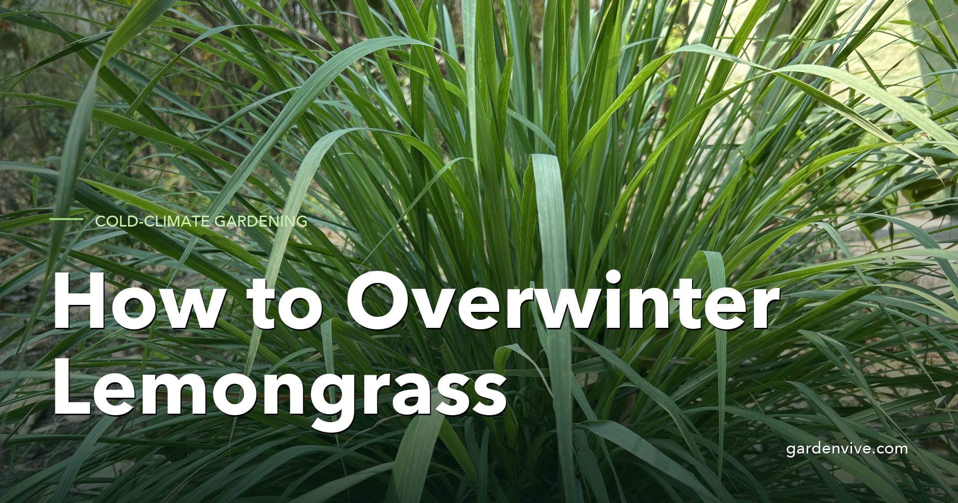How to overwinter lemongrass