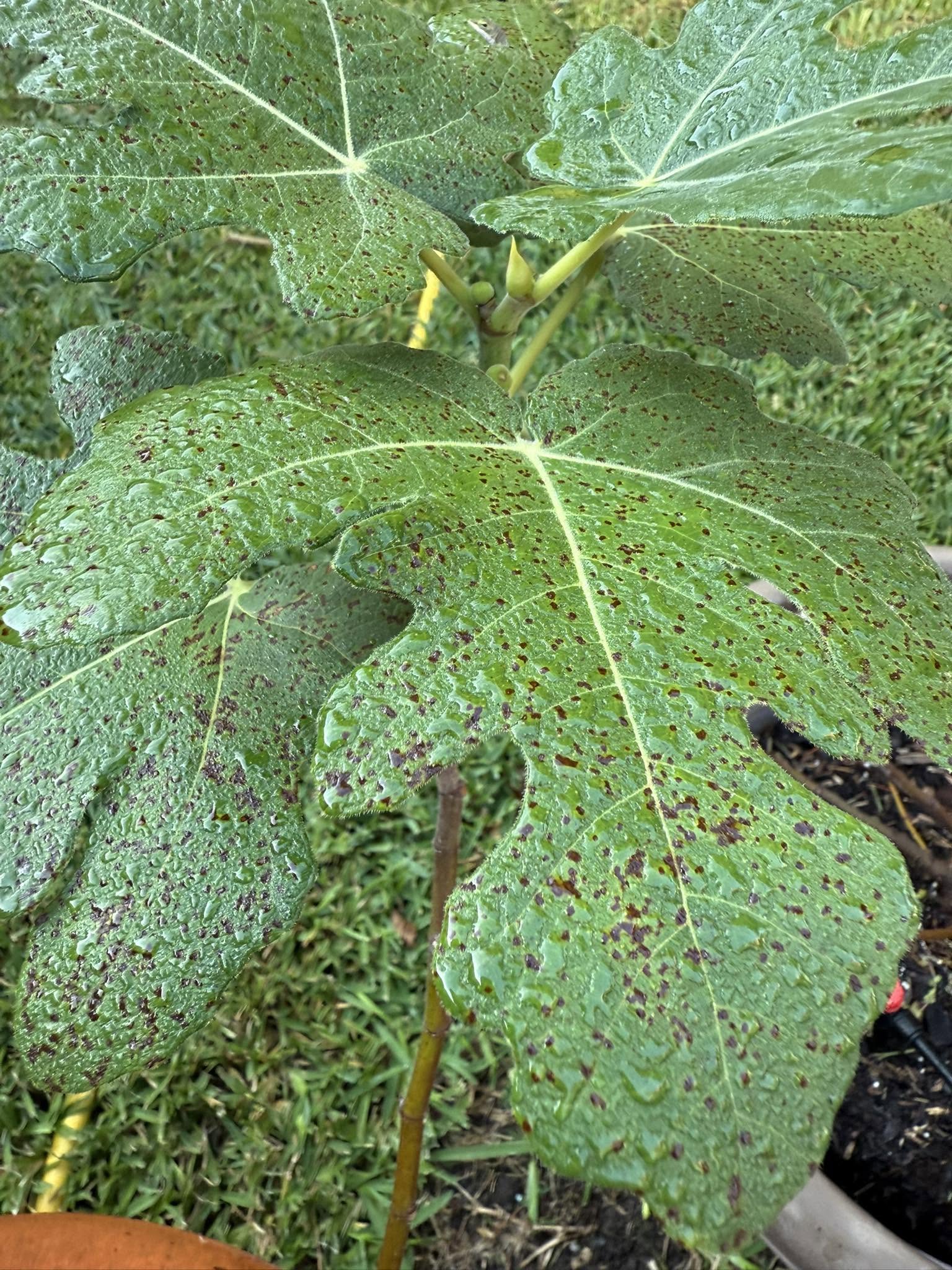 Brown spots due to rust on fig tree leaves