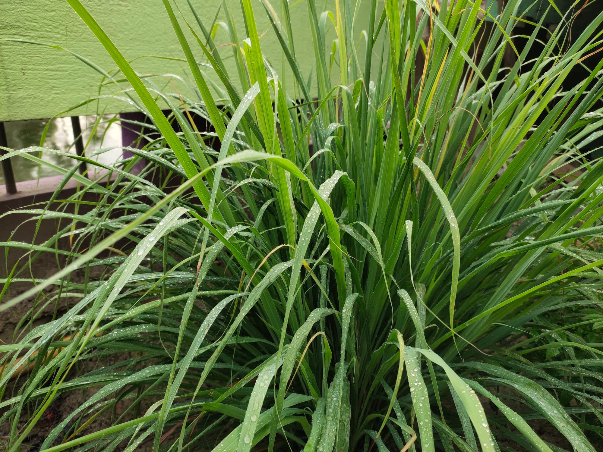 Lemongrass