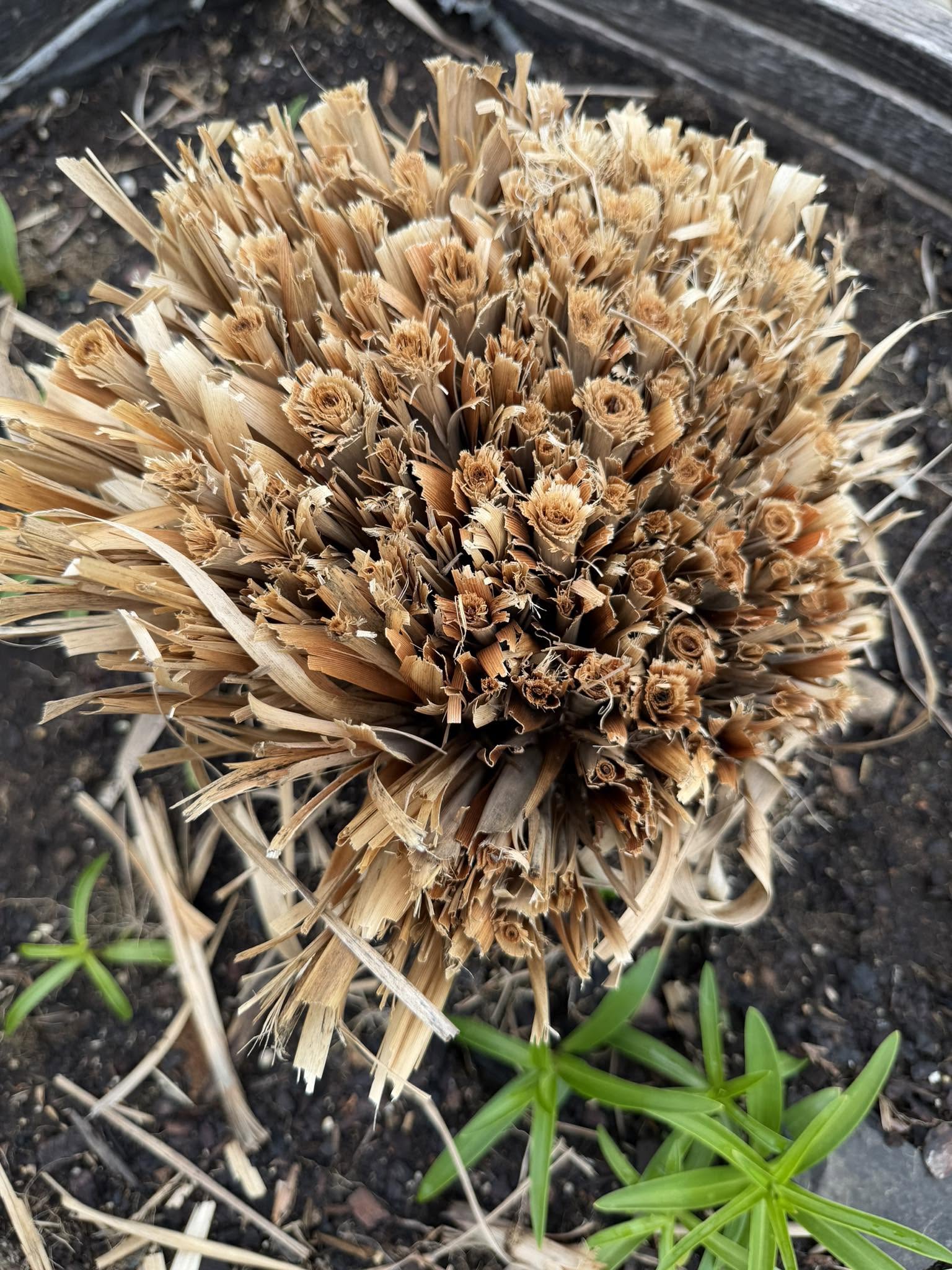 Trim to overwinter lemongrass