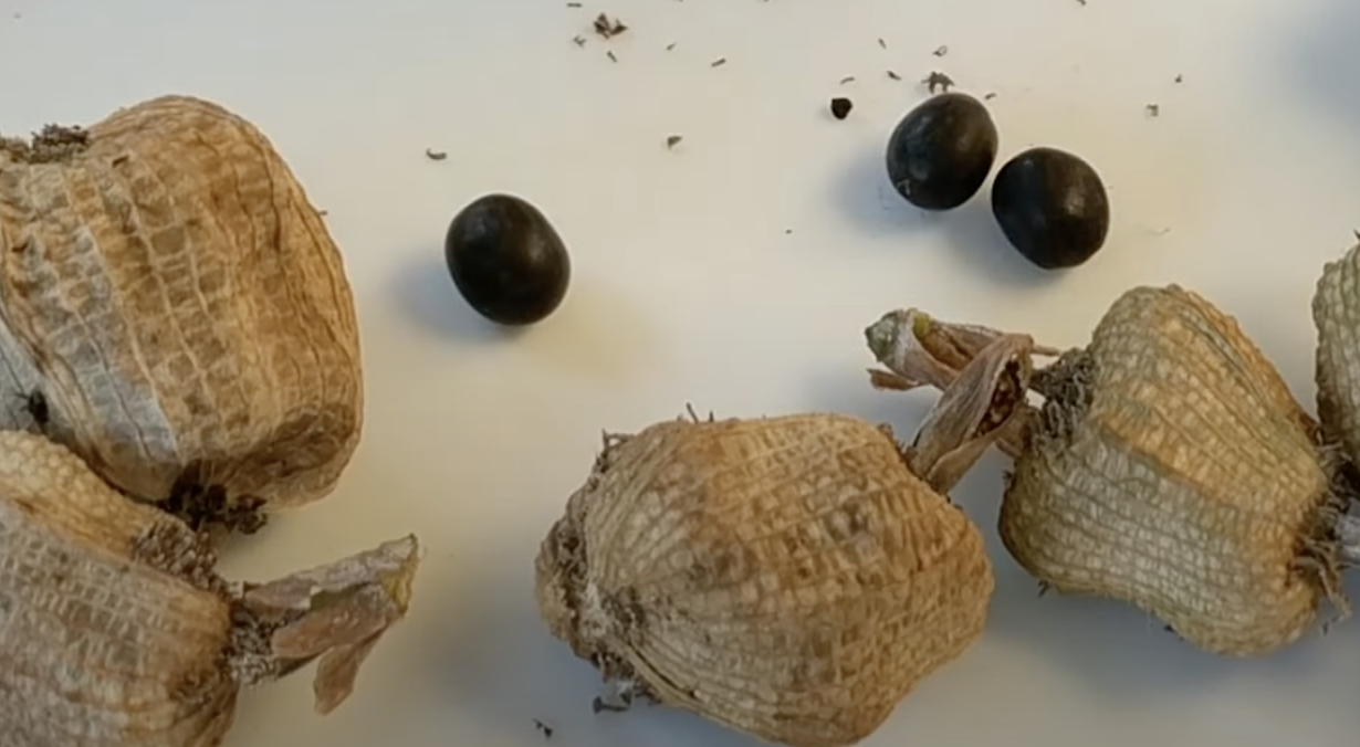 How to Germinate Canna Lily Seeds Effectively