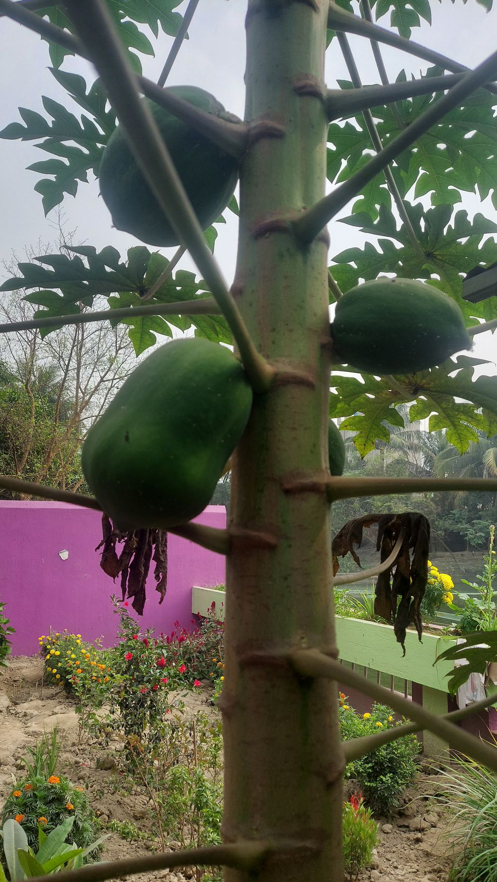 Cultivating Papaya in Florida's Residential Gardens