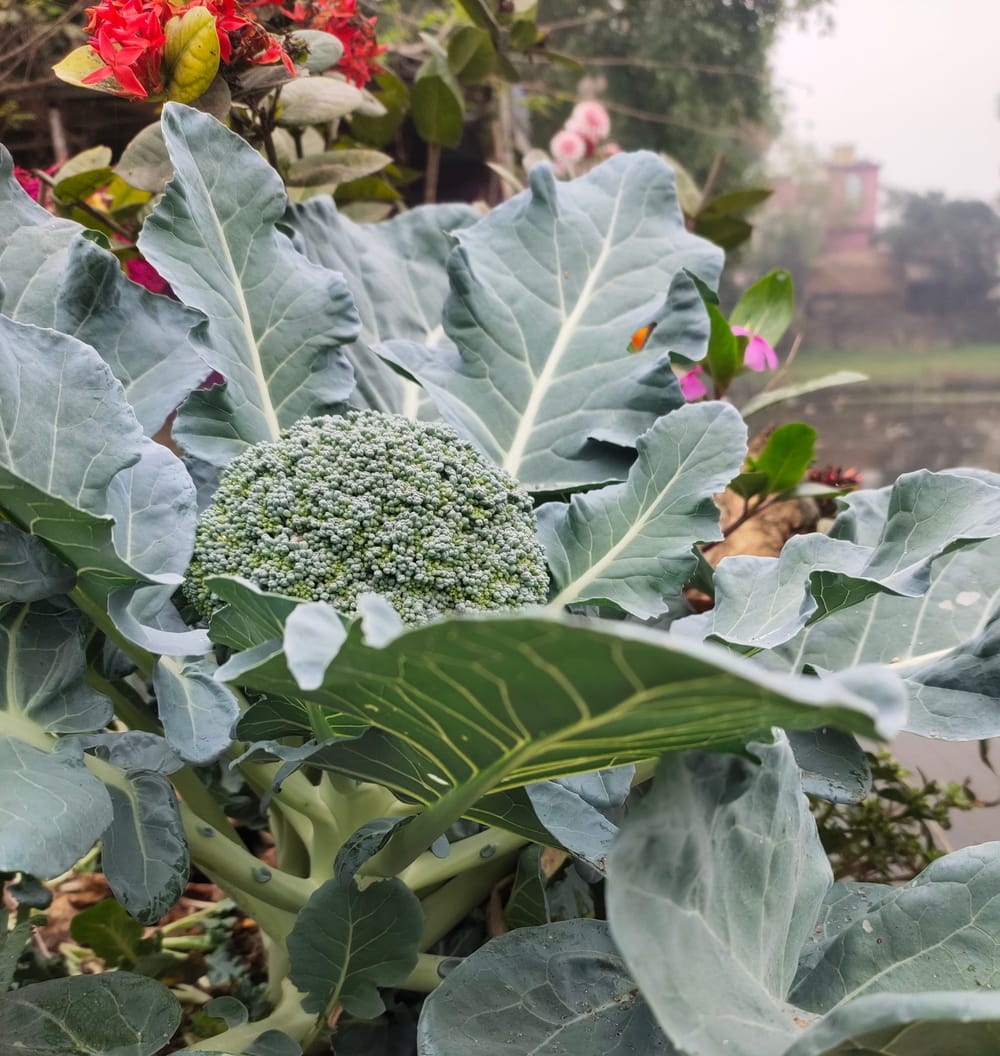 10 Easy to Grow Vegetables to Grow in South Florida