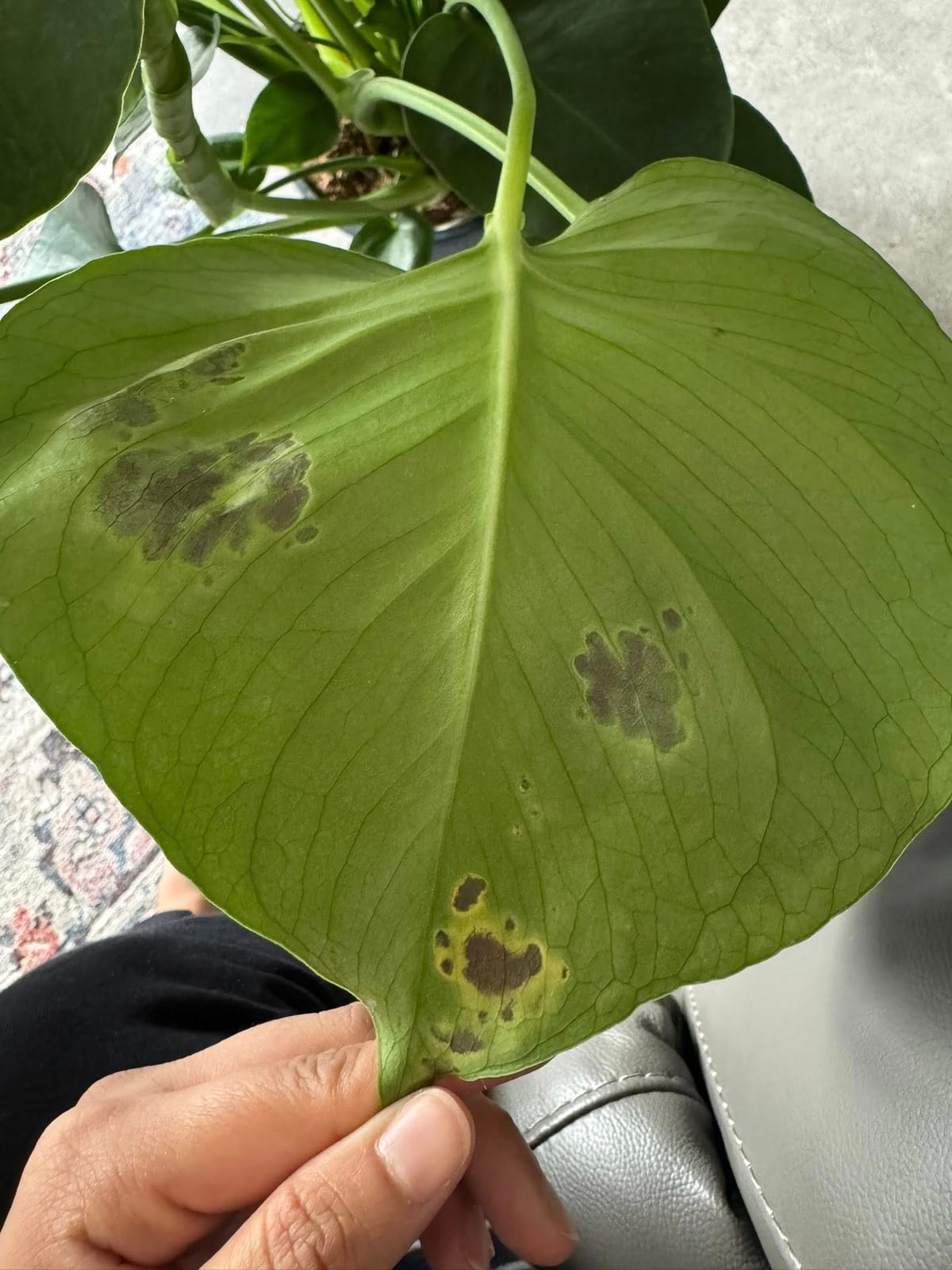 Black spots or patches on Monstera leaves