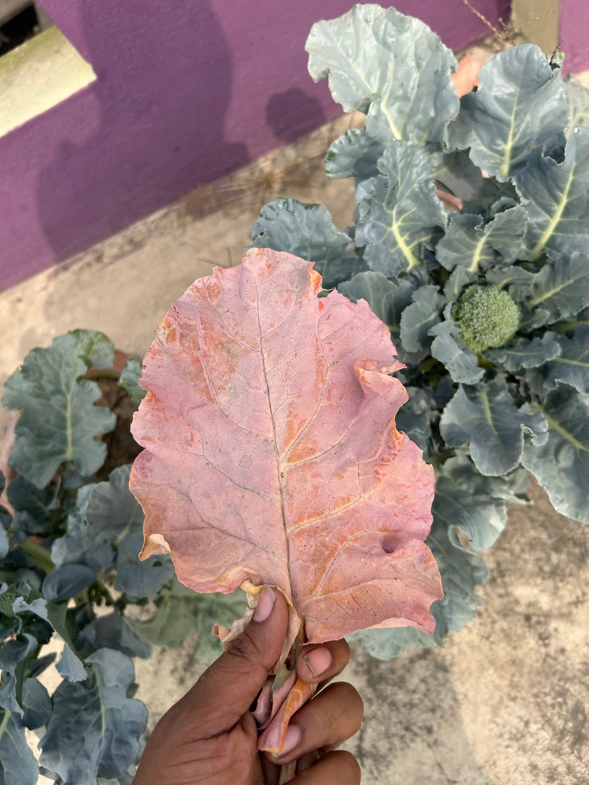 Broccoli Leaves Turning Purple - What to do