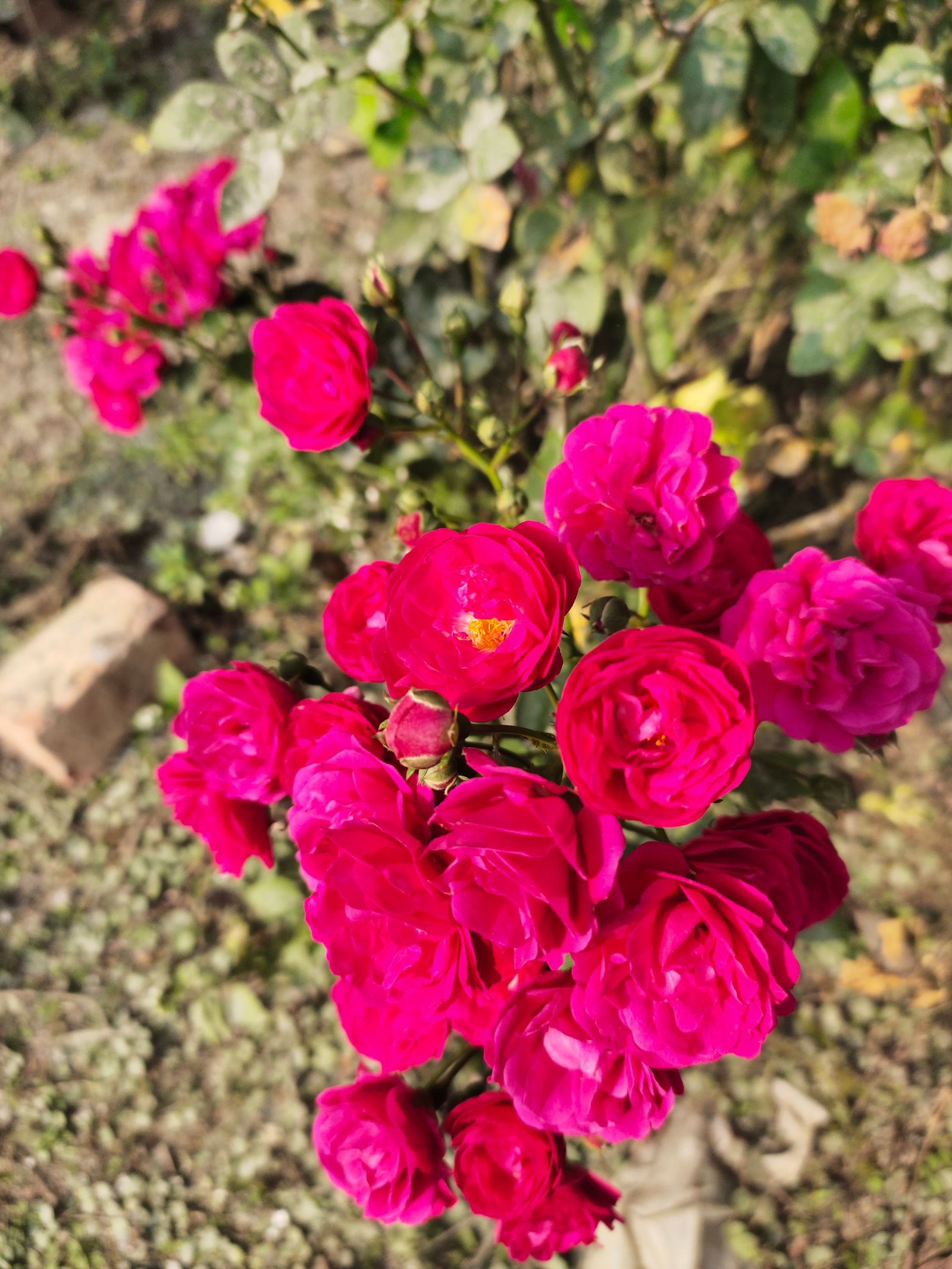 How to grow miniature roses in Florida