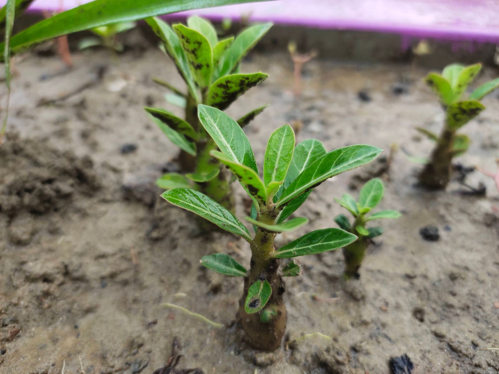 How to Grow Desert Rose in Florida - Guide