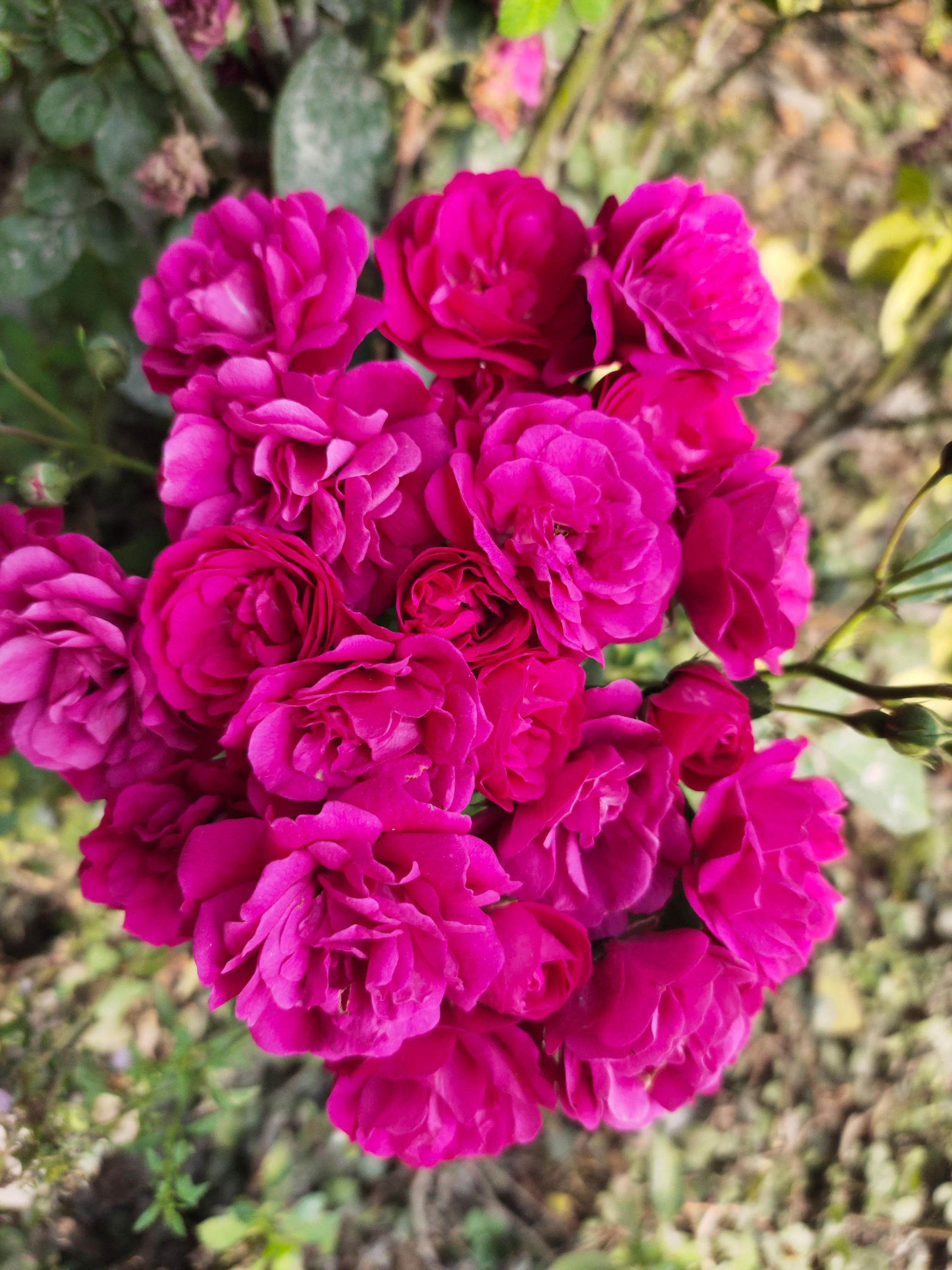 How to grow miniature roses in Florida