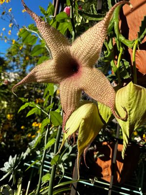 starfish cactus