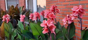 Canna lily from seeds