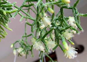 Rhipsalis Cereuscula