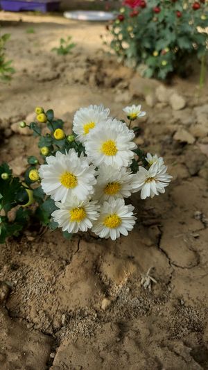 Plant, Grow, and Care for Daisy Flowers in Your Garden