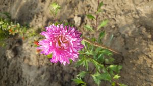 Grow China Aster