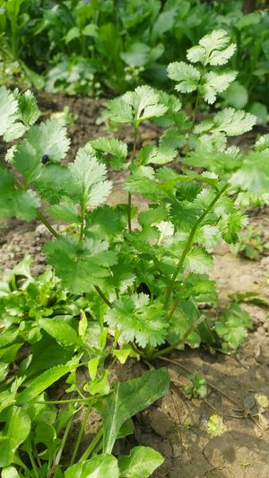 Cilantro