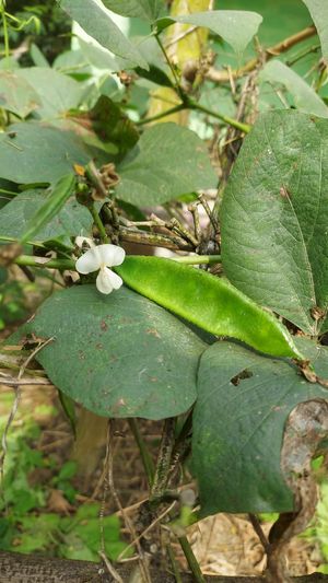 HYACINTH BEAN VINES PLANT