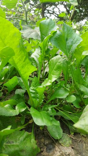 growing Spinach